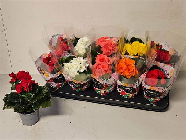 Горшечные цветы и растения оптом Beg Du Gem от 10шт (для телеги) из Голландии с доставкой по России