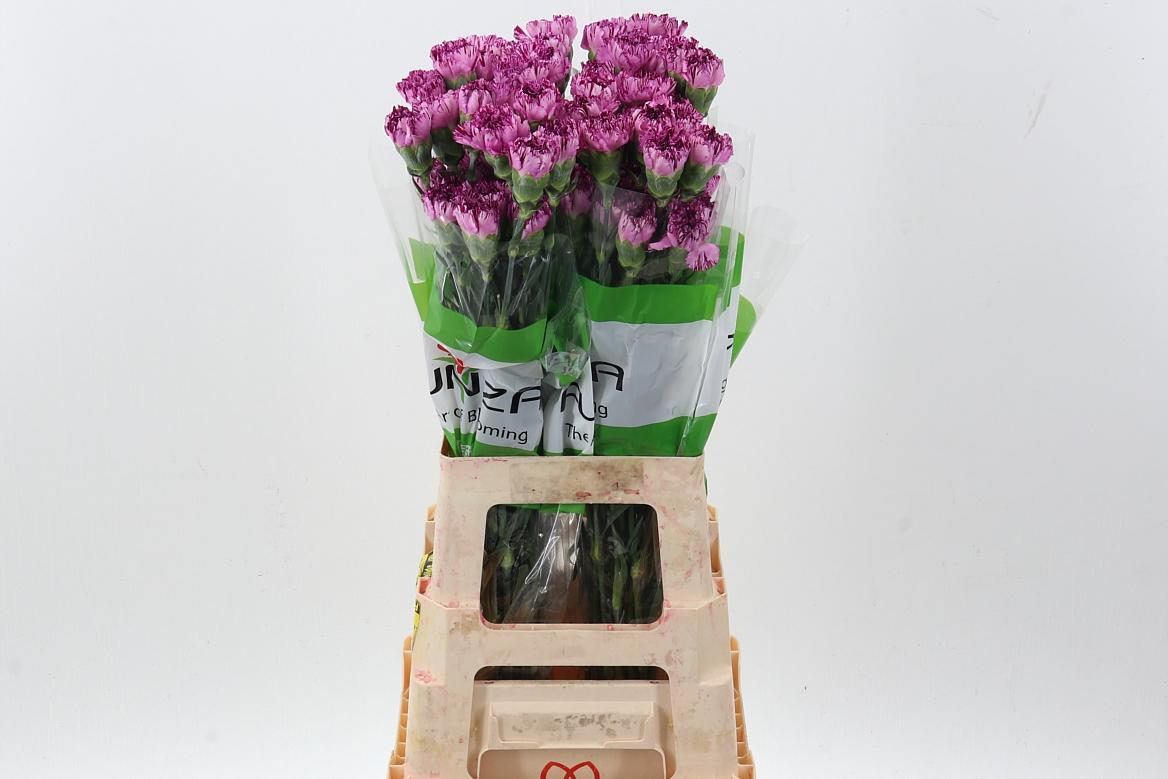 Срезанные цветы оптом Dianthus st blue copernico от 160шт из Голландии с доставкой по России