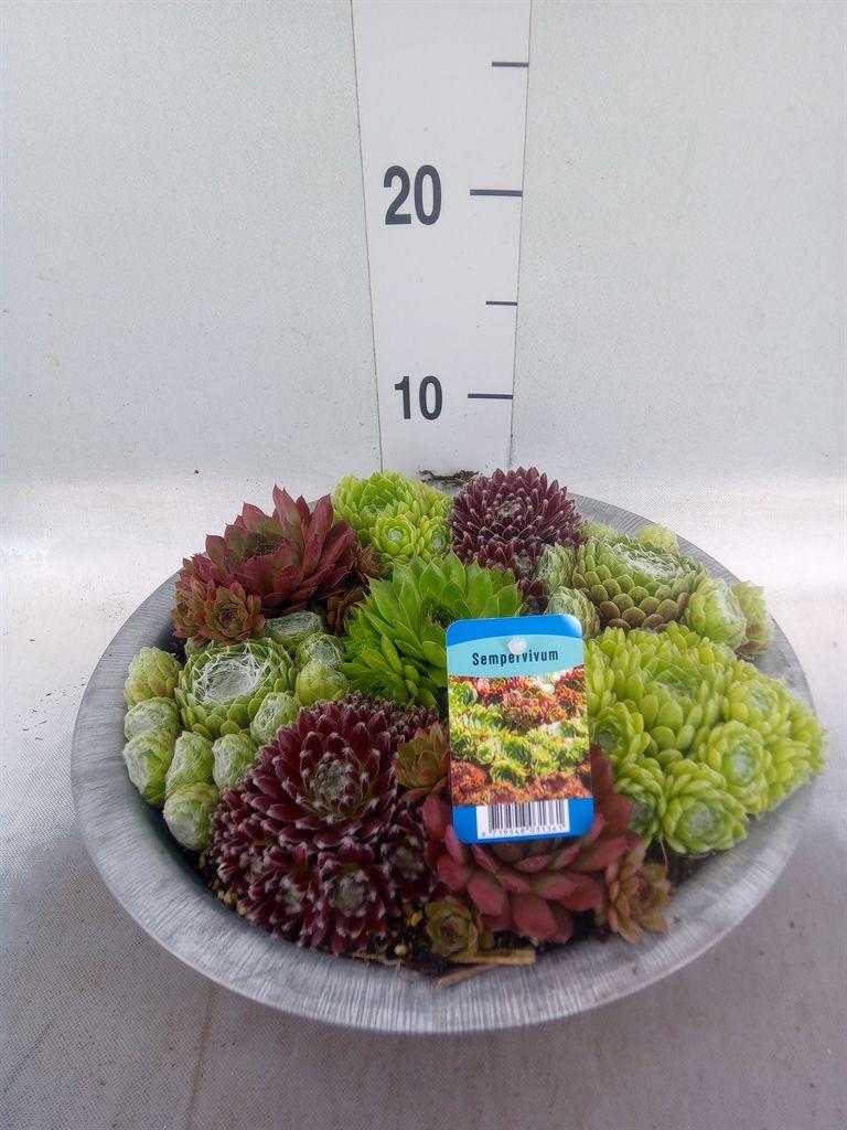 Горшечные цветы и растения оптом Sempervivum   ... от 1шт из Голландии с доставкой по России