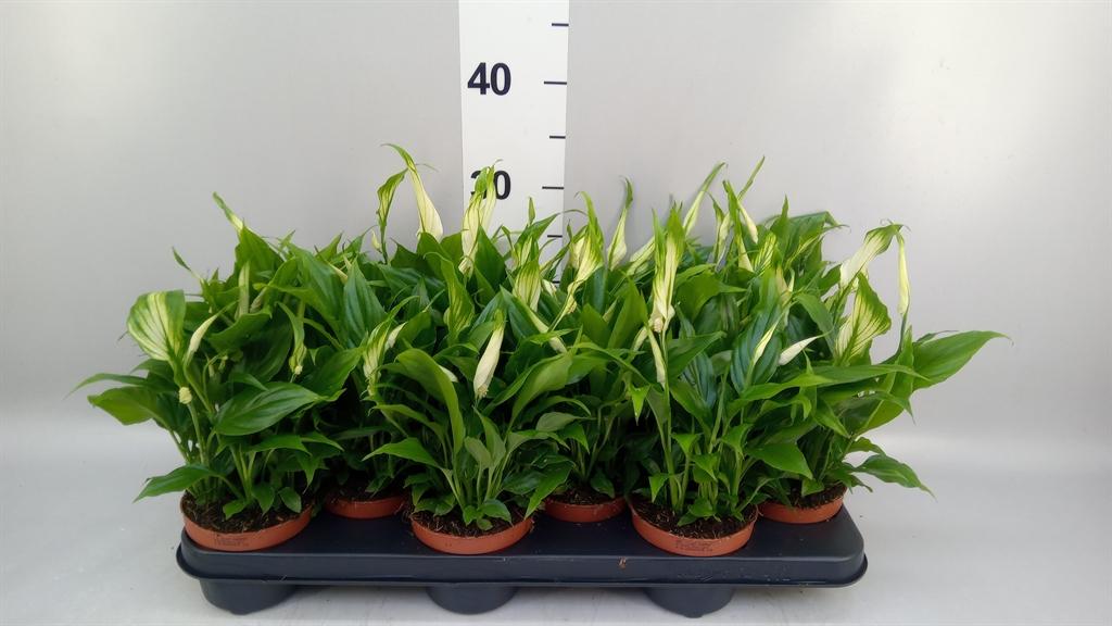 Горшечные цветы и растения оптом Spathiphyllum chopin от 12шт из Голландии с доставкой по России