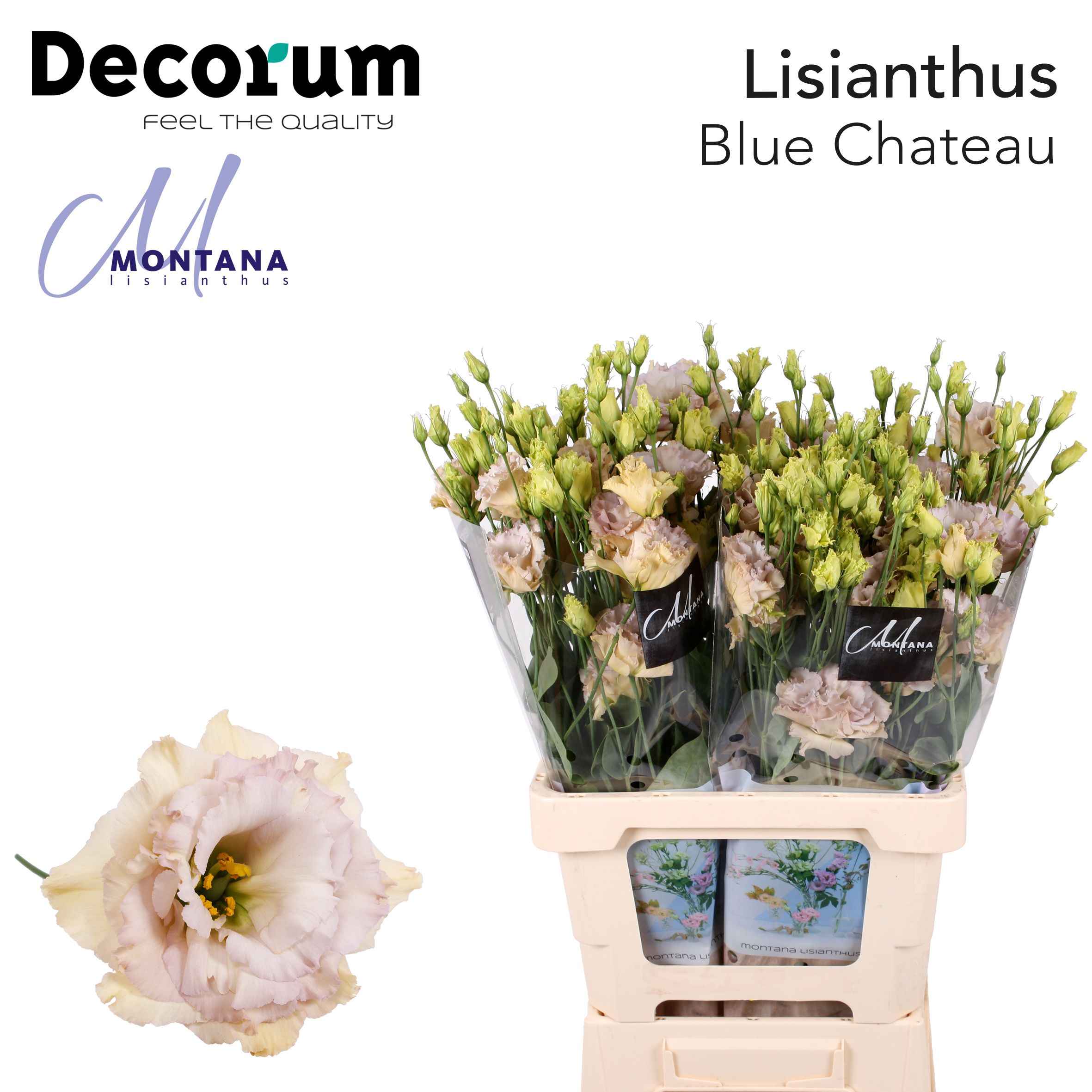 Срезанные цветы оптом Lisianthus do blue chateau от 20шт из Голландии с доставкой по России