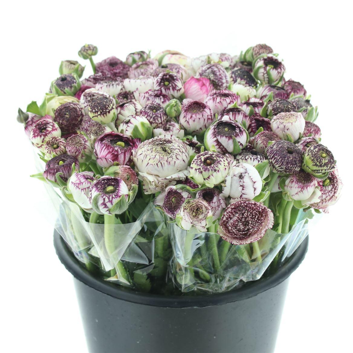 Срезанные цветы оптом Ranunculus andrea cappuccino от 100шт. из Голландии с доставкой по России