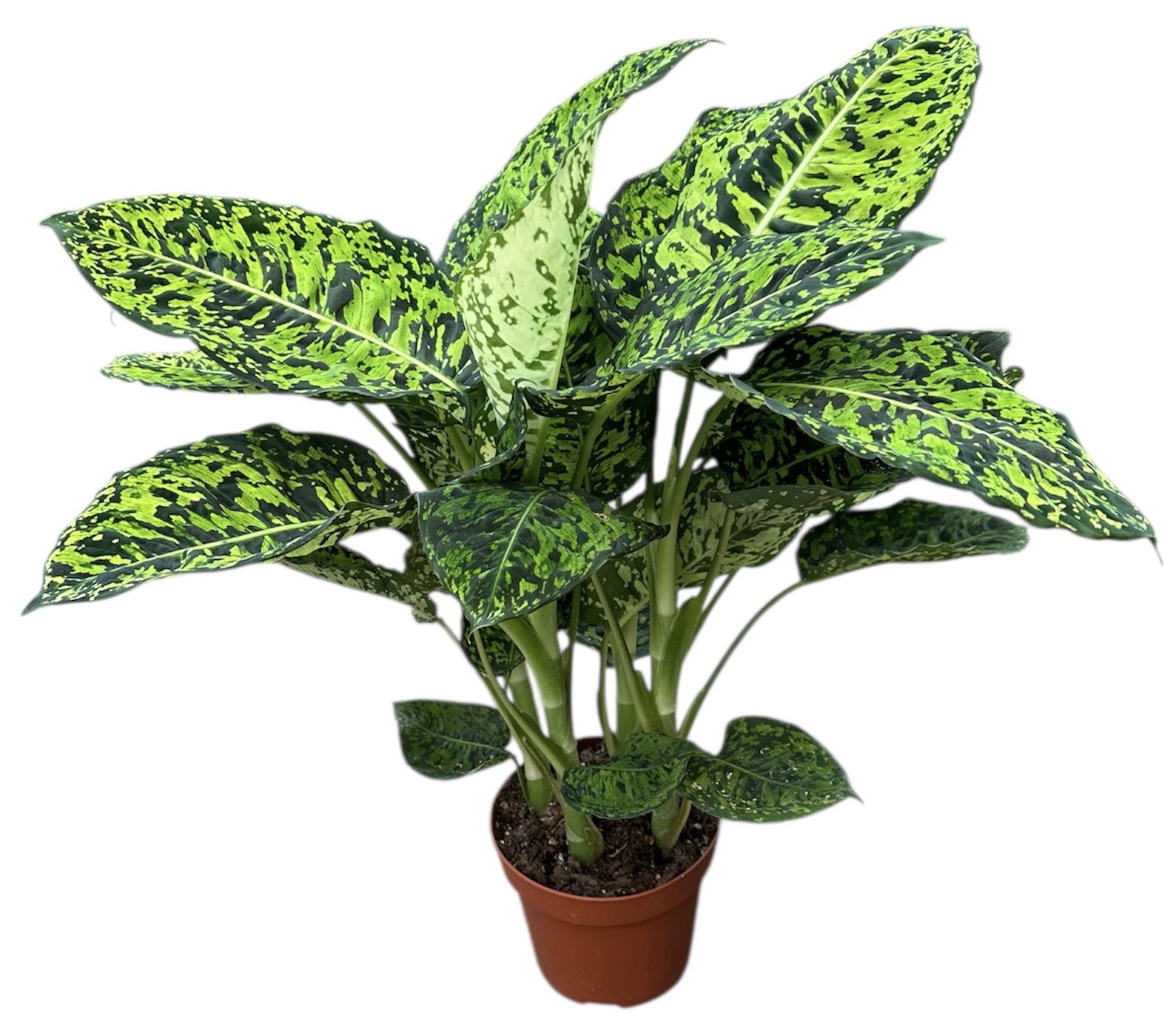 Горшечные цветы и растения оптом Dieffenbachia Reflector от 1шт из Голландии с доставкой по России