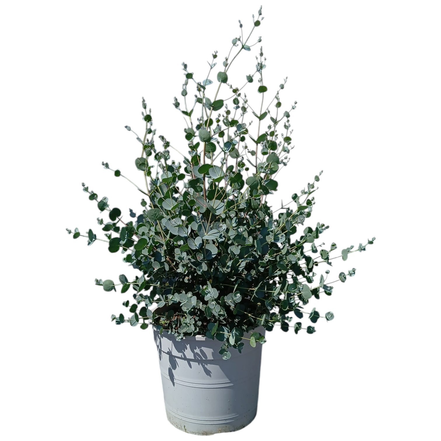 Горшечные цветы и растения оптом Eucalyptus Gunnii от 1шт из Голландии с доставкой по России