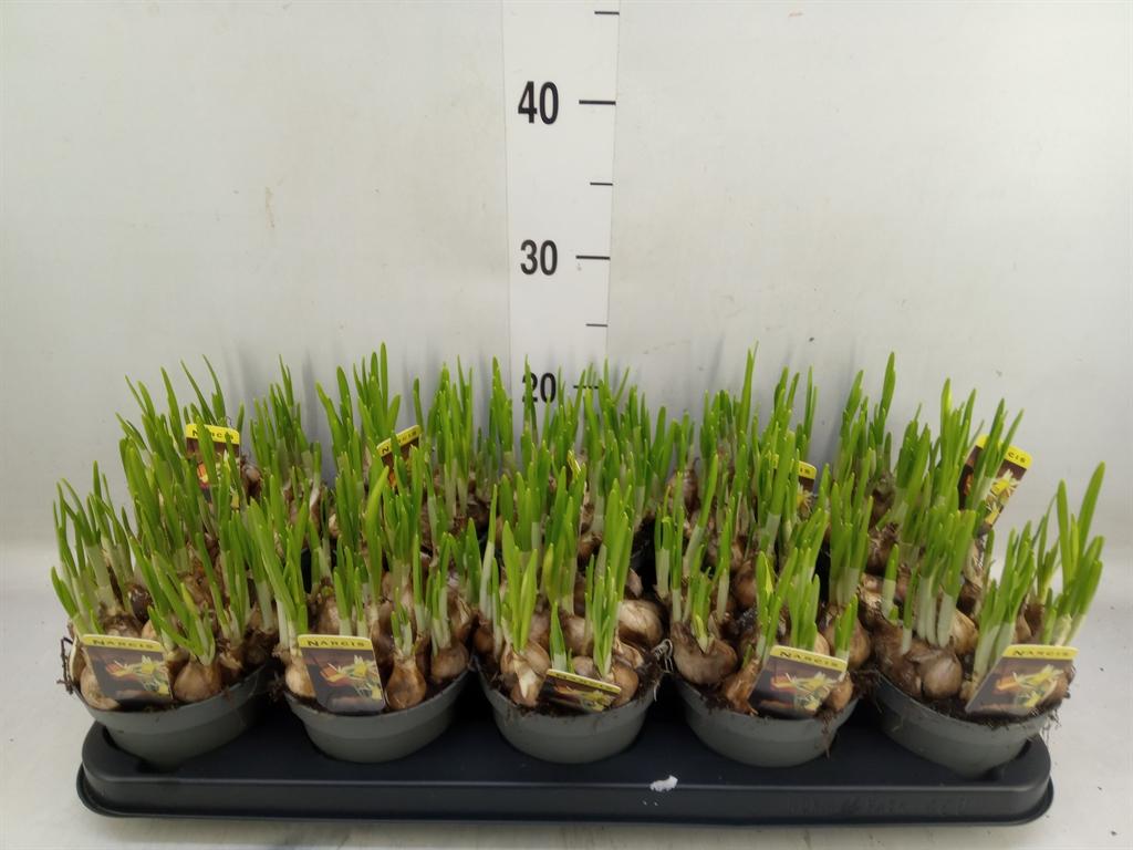 Горшечные цветы и растения оптом Narcissus   ... от 10шт из Голландии с доставкой по России