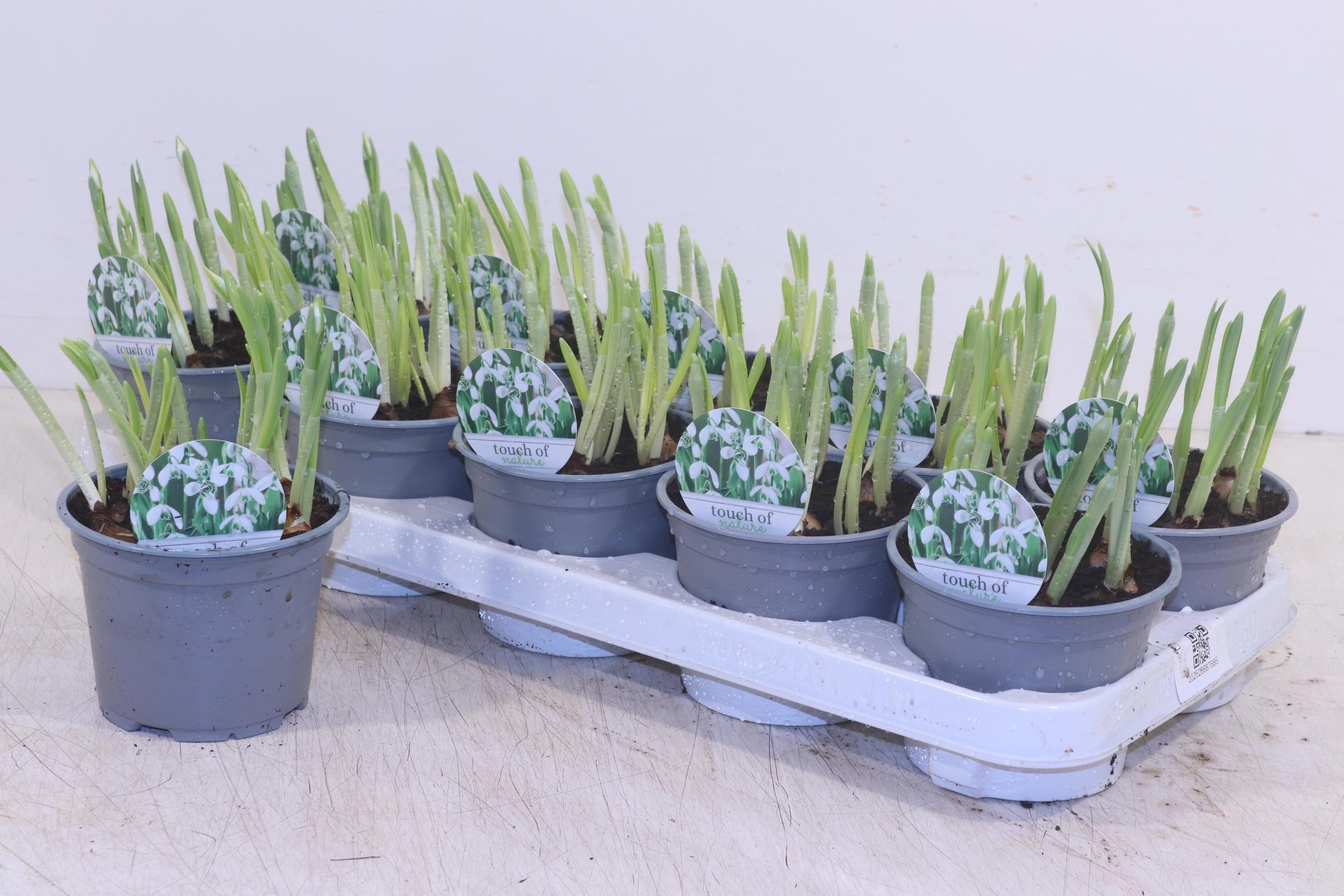 Горшечные цветы и растения оптом Galanthus Hippolyta от 10шт из Голландии с доставкой по России