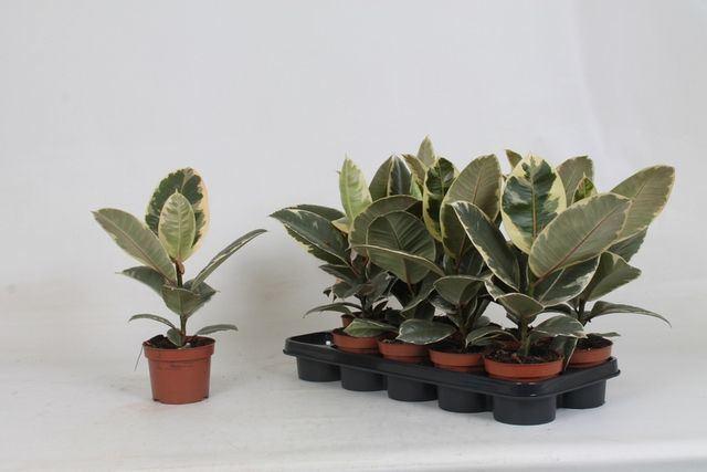 Горшечные цветы и растения оптом Ficus El Tineke от 10шт из Голландии с доставкой по России