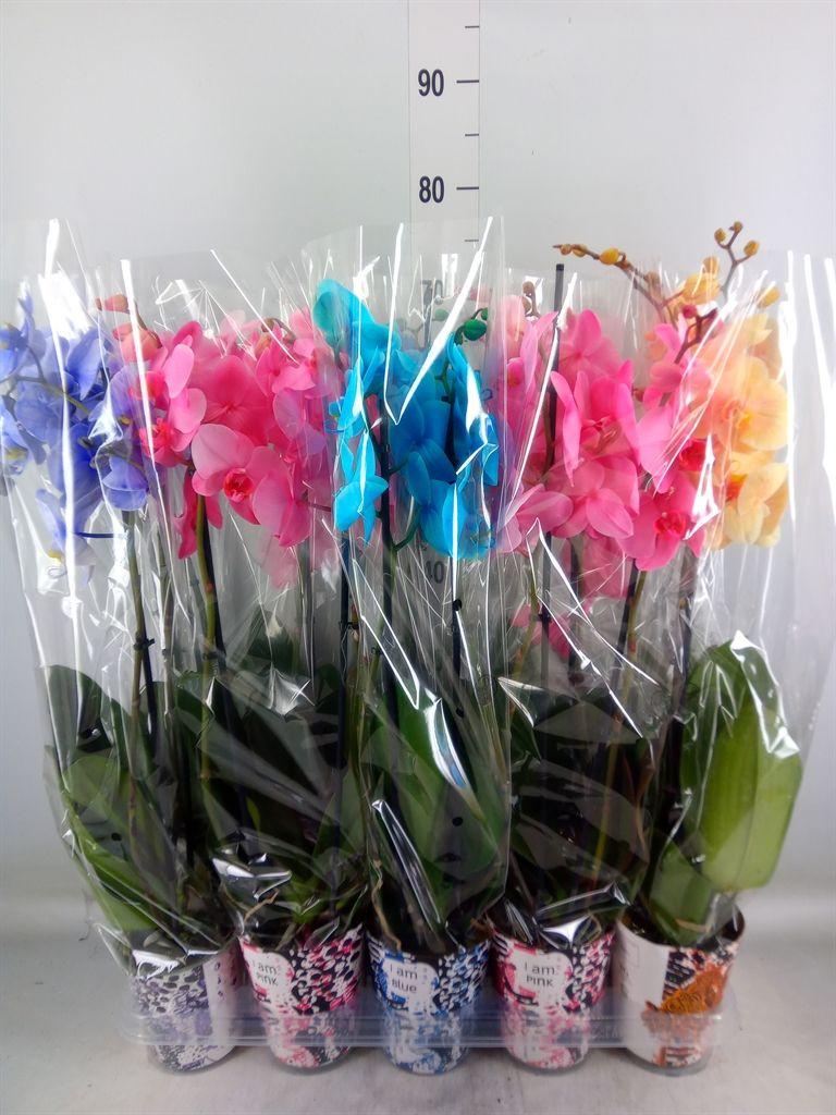 Горшечные цветы и растения оптом Phalaenopsis   ... от 10шт из Голландии с доставкой по России