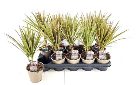 Горшечные цветы и растения оптом Dra Marg Bicolor 10cm 3+ от 10шт из Голландии с доставкой по России