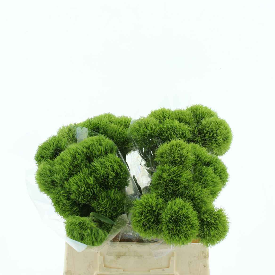 Срезанные цветы оптом Dianthus br green trick от 40шт из Голландии с доставкой по России