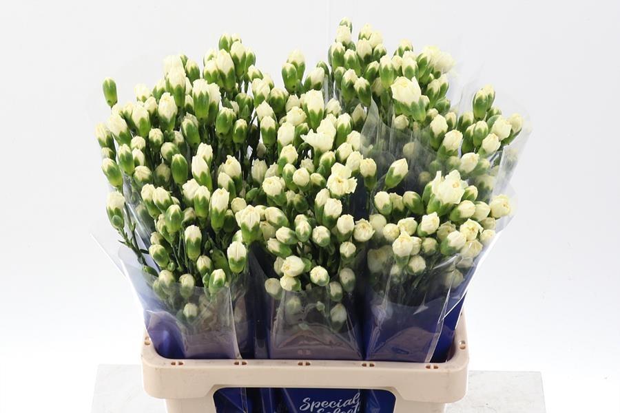 Срезанные цветы оптом Dianthus sp cream от 80шт из Голландии с доставкой по России
