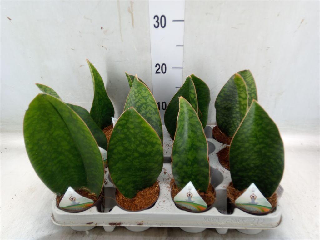 Горшечные цветы и растения оптом Sansevieria Grandis от 12шт (для телеги) из Голландии с доставкой по России