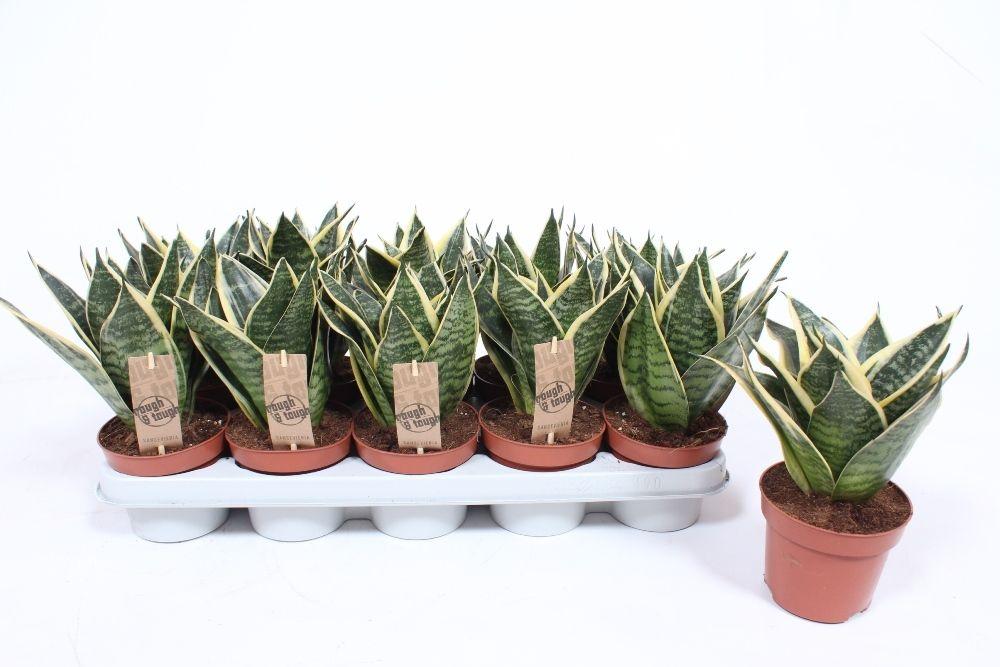 Горшечные цветы и растения оптом Sansevieria Golden Edge Hahnii от 10шт из Голландии с доставкой по России