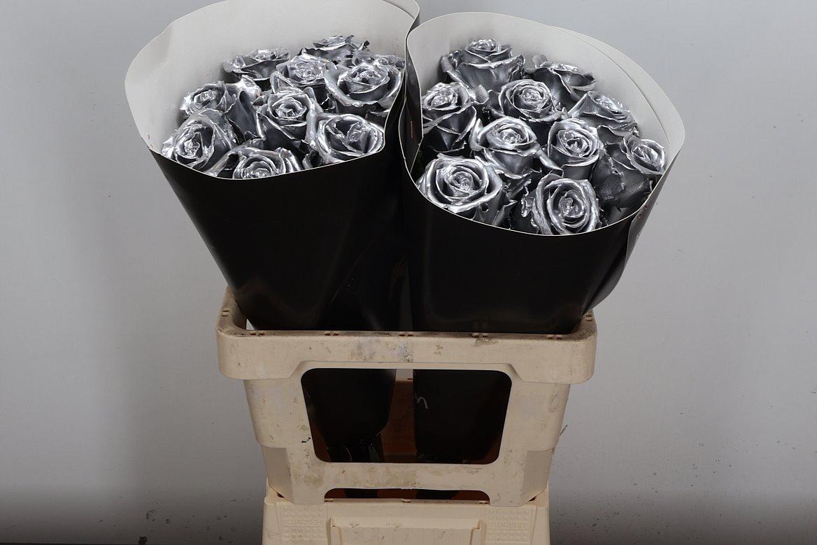 Срезанные цветы оптом Rosa large wax silver от 20шт из Голландии с доставкой по России
