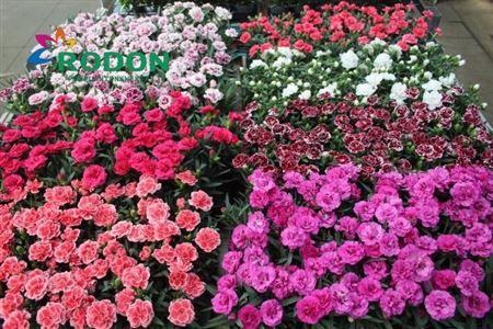 Горшечные цветы и растения оптом Dianthus Mix от 18шт (для телеги) из Голландии с доставкой по России Горшечные цветы и растения оптом Dianthus Mix от 18шт (для телеги) из Голландии с доставкой по России