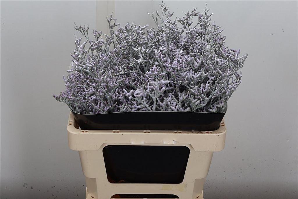 Срезанные цветы оптом Limonium wax white от 25шт из Голландии с доставкой по России
