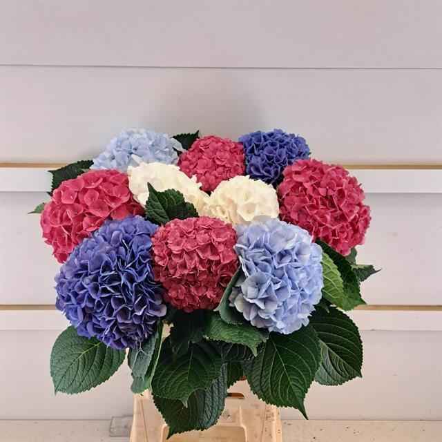 Срезанные цветы оптом Hydrangea mix exclusive от 10шт из Голландии с доставкой по России