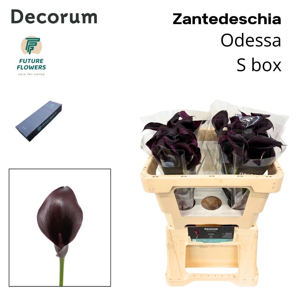 Срезанные цветы оптом Zantedeschia odessa от 40шт из Голландии с доставкой по России