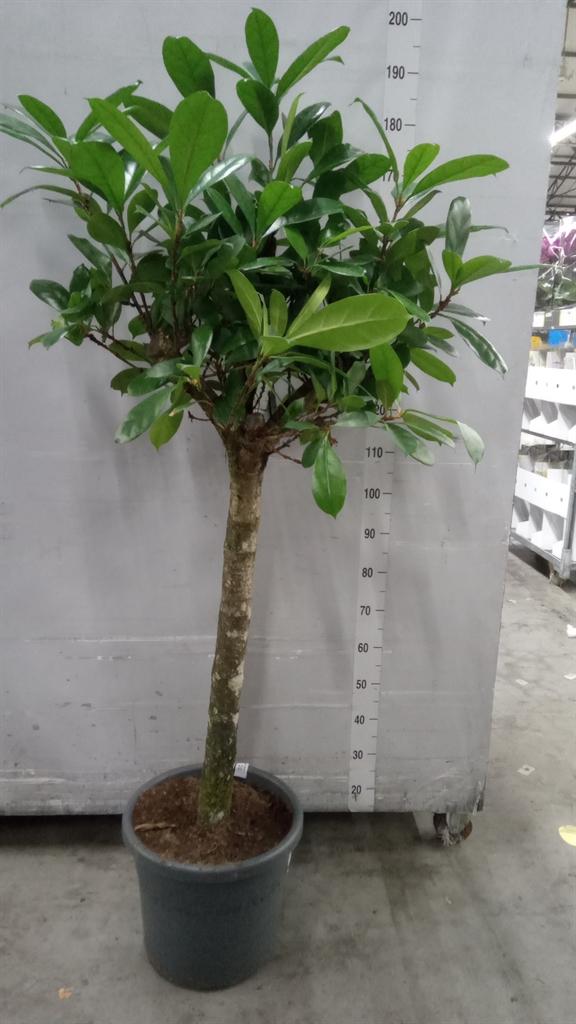 Горшечные цветы и растения оптом Ficus Cyathistipula от 1шт из Голландии с доставкой по России
