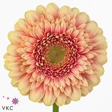 Срезанные цветы оптом Germini diamond gerponi bebob от 80шт из Голландии с доставкой по России