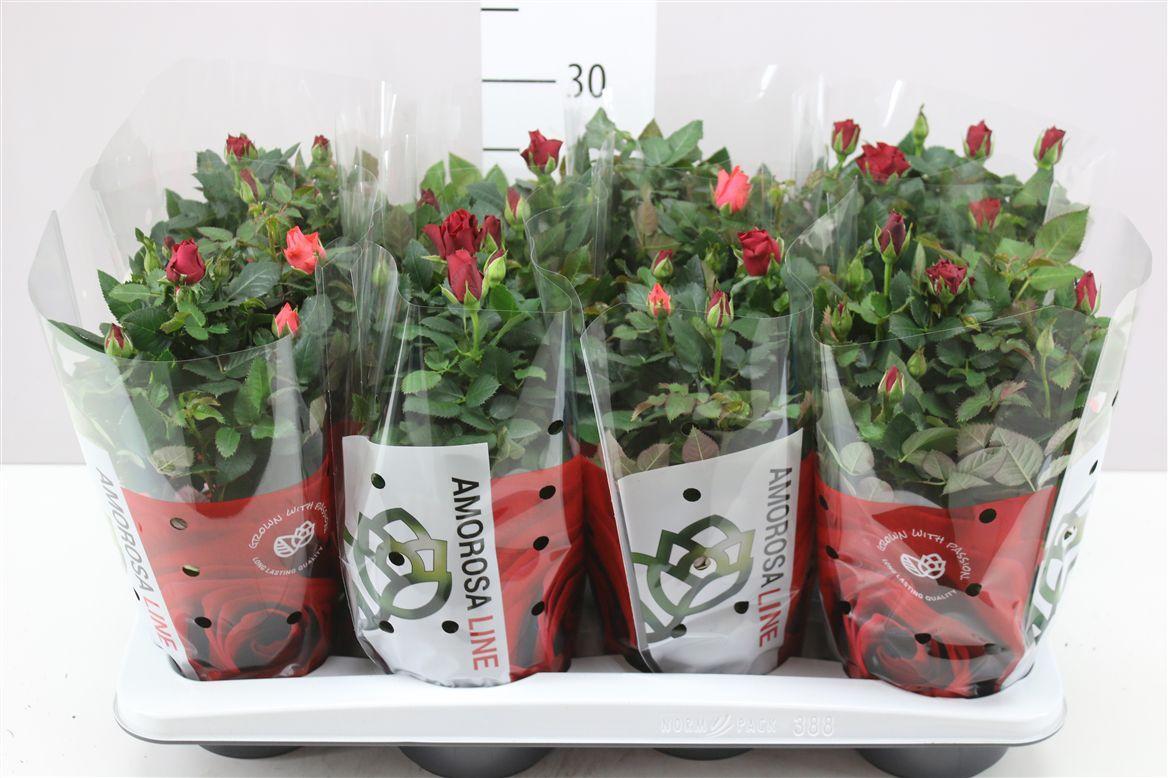 Горшечные цветы и растения оптом Rosa Kordana Mercedes от 8шт из Голландии с доставкой по России