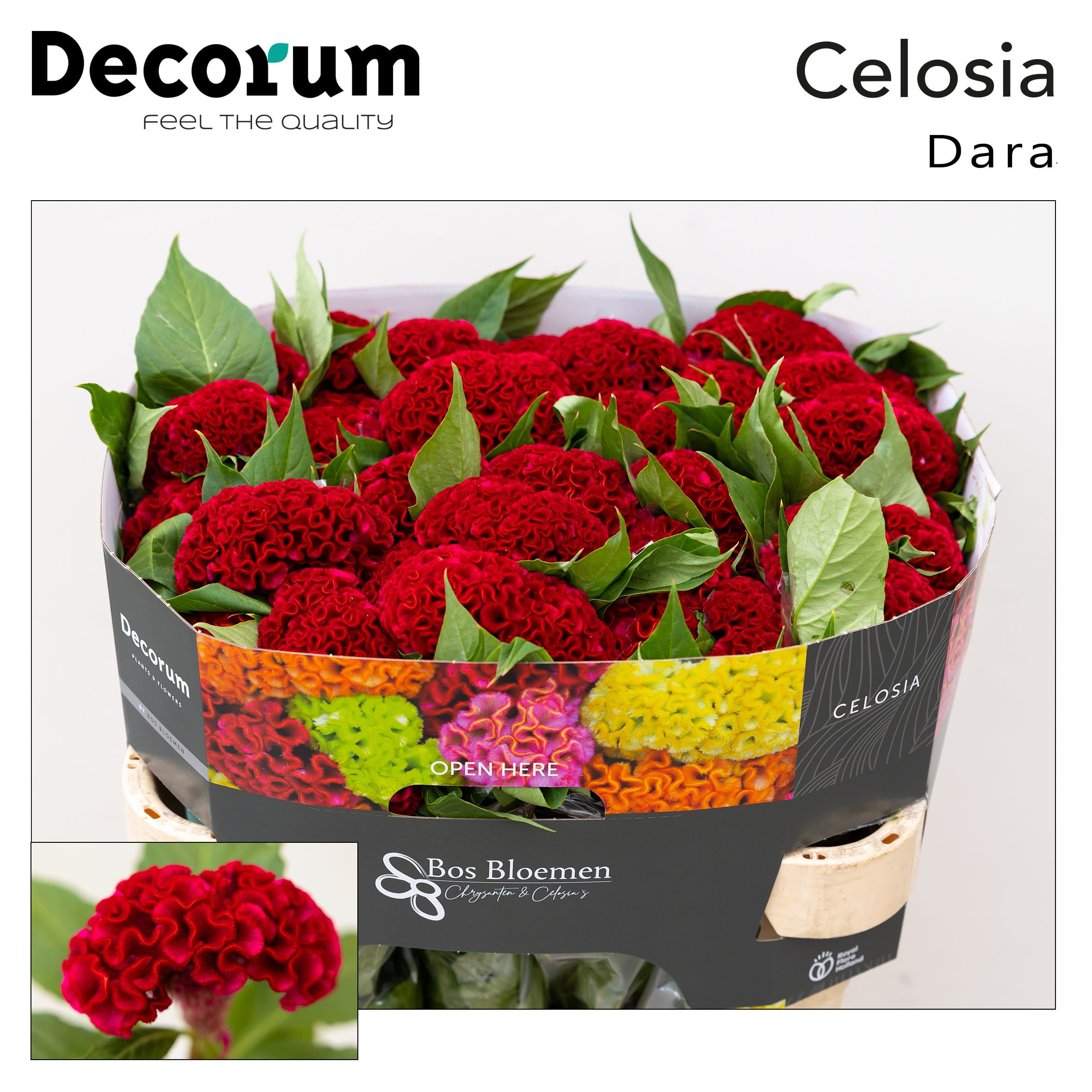 Срезанные цветы оптом Celosia act dara от 40шт. из Голландии с доставкой по России