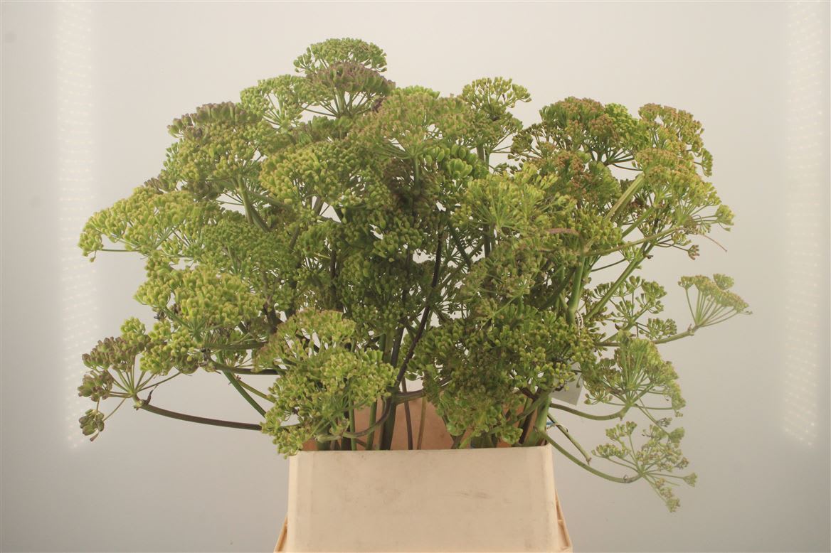 Срезанные цветы оптом Foeniculum vulgare от 10шт из Голландии с доставкой по России