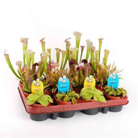 Горшечные цветы и растения оптом Carnivorous Plant Mix от 12шт из Голландии с доставкой по России