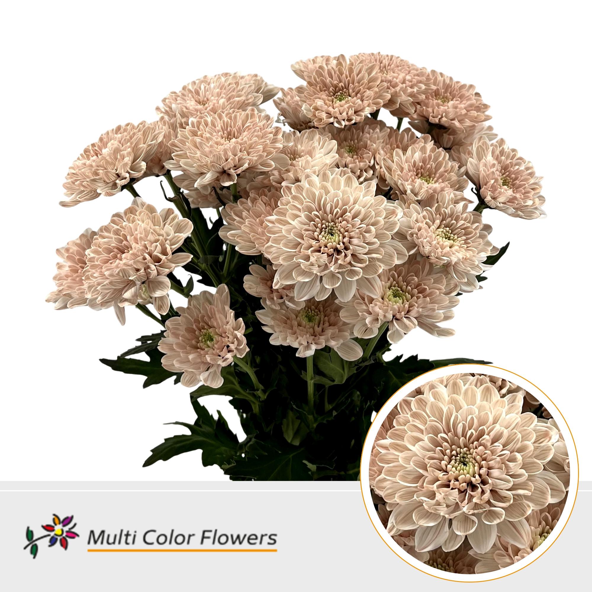 Срезанные цветы оптом Chrys sp paint altaj desert bloom от 40шт из Голландии с доставкой по России