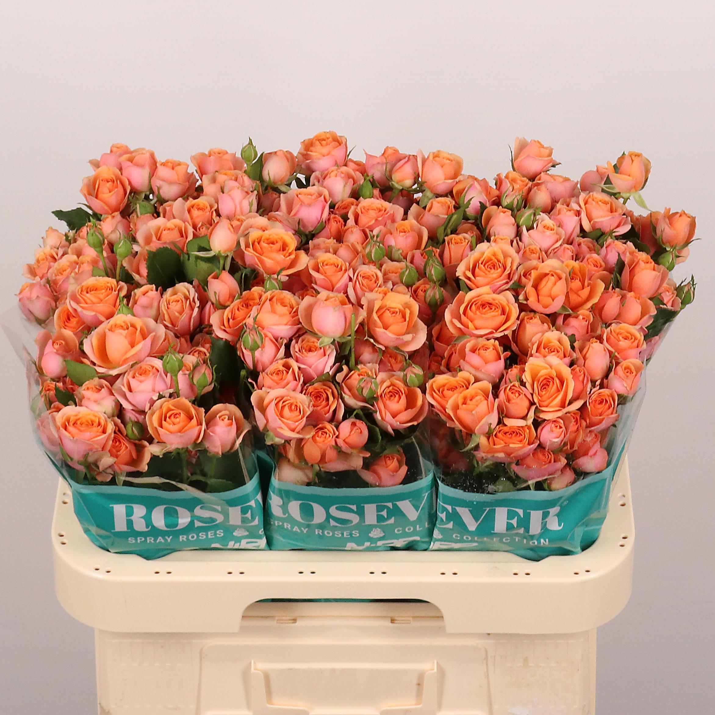 Срезанные цветы оптом Rosa spray happy от 30шт из Голландии с доставкой по России