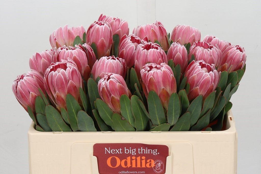 Срезанные цветы оптом Protea carnival от 15шт из Голландии с доставкой по России