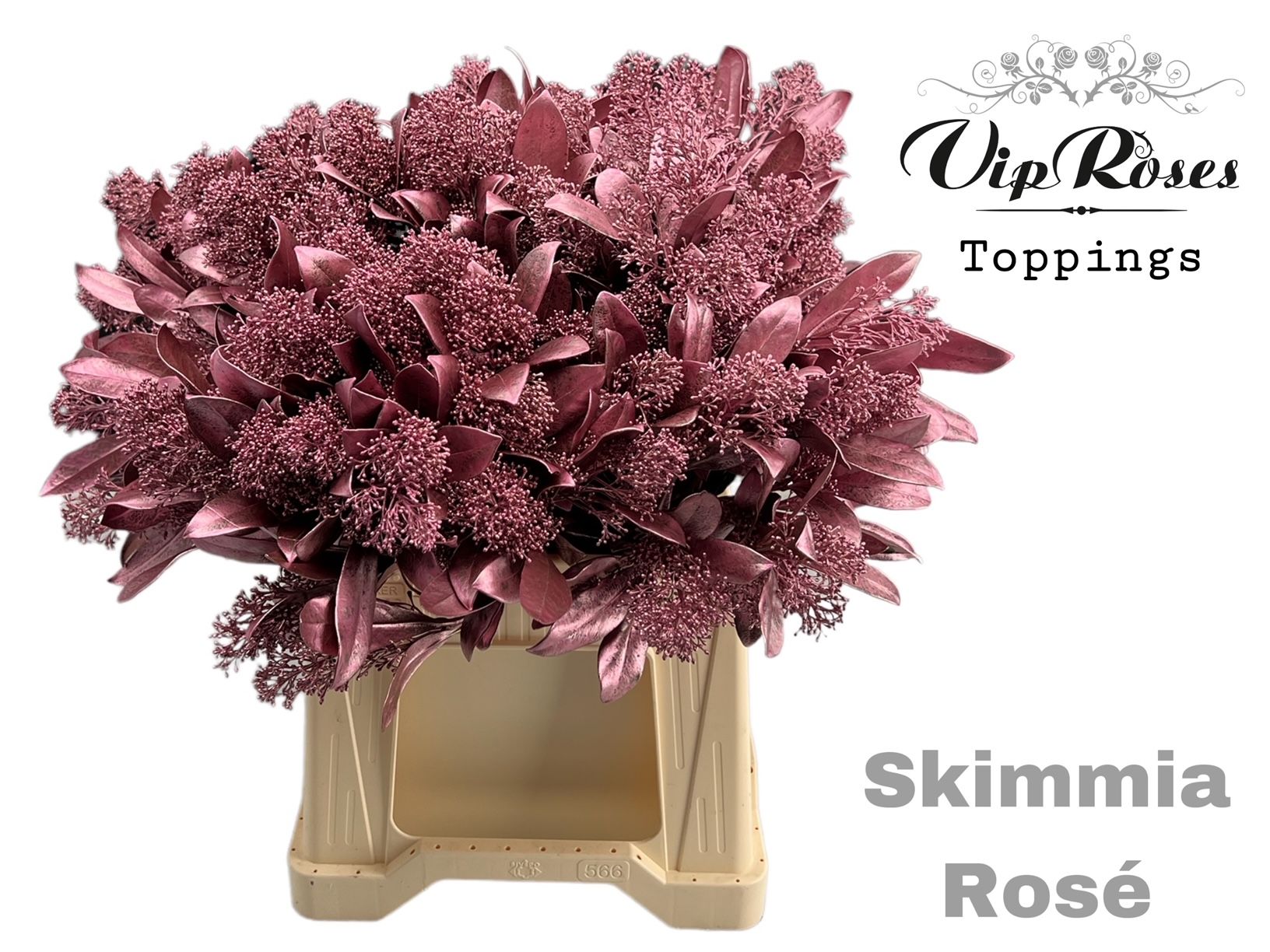 Срезанные цветы оптом Skimmia paint rose gold от 10шт из Голландии с доставкой по России