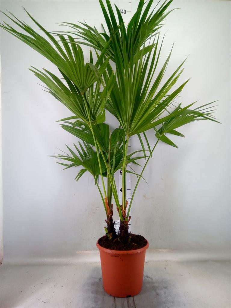 Горшечные цветы и растения оптом Livistona Rotundifolia от 1шт из Голландии с доставкой по России