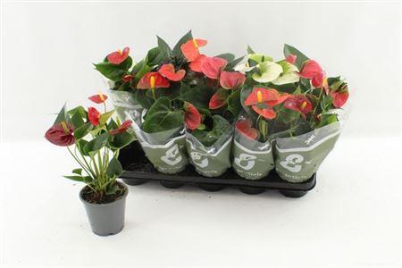 Горшечные цветы и растения оптом Anthu An Gem 4 Kl -5+ от 10шт из Голландии с доставкой по России