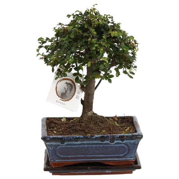 Горшечные цветы и растения оптом Bonsai Zelkova In Ceramic Ball Shape от 6шт из Голландии с доставкой по России