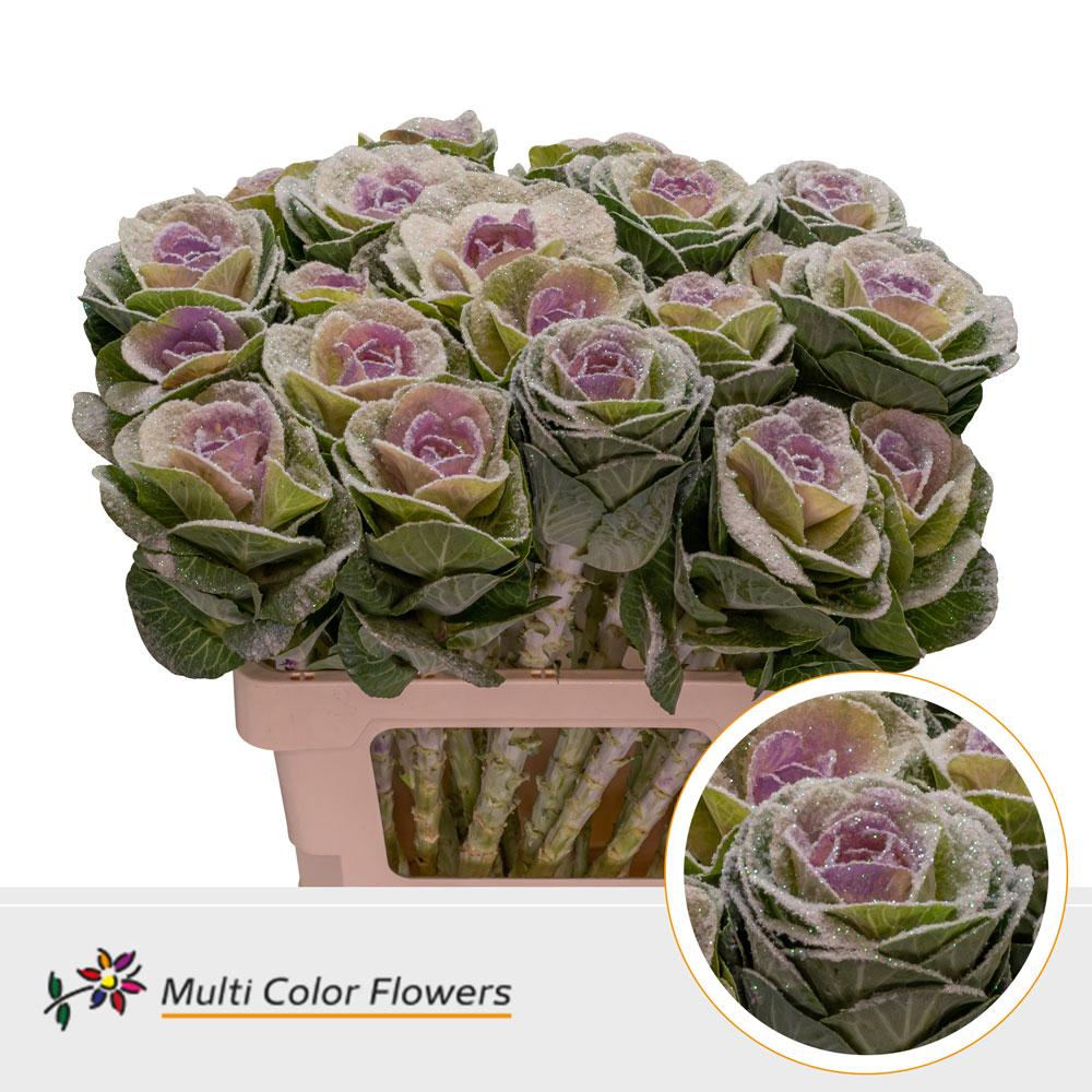 Срезанные цветы оптом Brassica paint marshmallow milka от 30шт из Голландии с доставкой по России