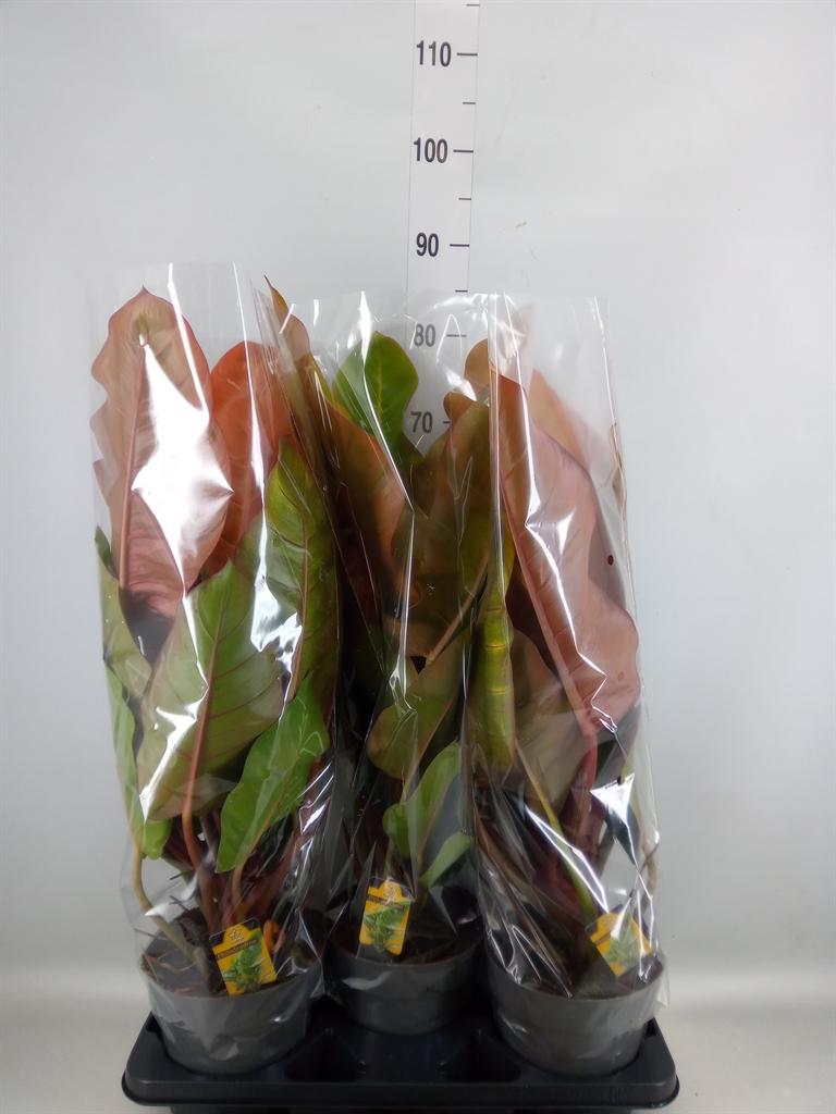 Горшечные цветы и растения оптом Philodendron   ... от 3шт из Голландии с доставкой по России