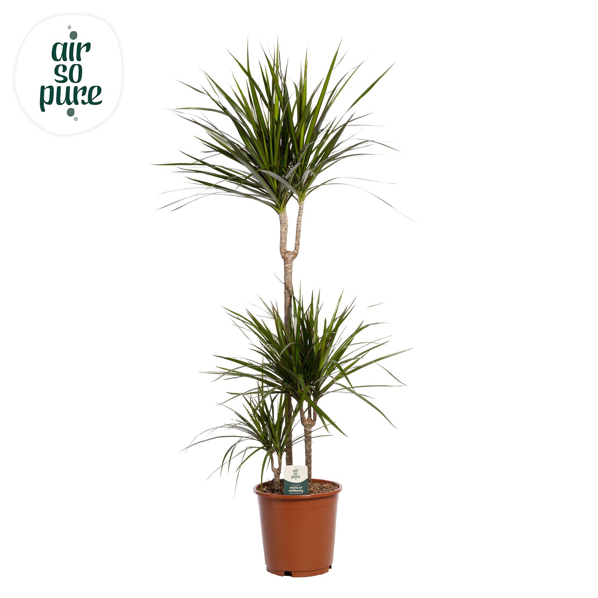 Горшечные цветы и растения оптом Dracaena Marginata P24 60+30+10 (air So Pure) от 1шт из Голландии с доставкой по России