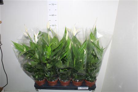 Горшечные цветы и растения оптом Spath Alana 4 Bloemen+ от 10шт из Голландии с доставкой по России