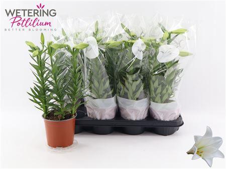 Горшечные цветы и растения оптом Lil Lo Miracle 3pp от 8шт из Голландии с доставкой по России
