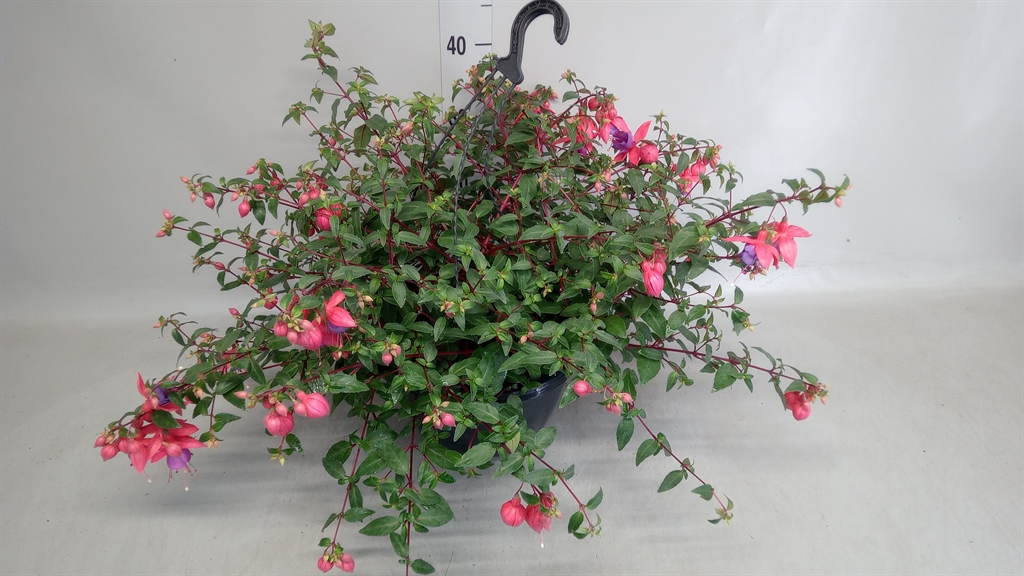 Горшечные цветы и растения оптом Fuchsia   ... от 1шт из Голландии с доставкой по России