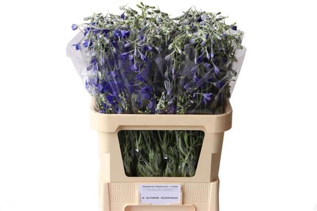 Срезанные цветы оптом Delphinium si bel volkerfrieden от 80шт. из Голландии с доставкой по России
