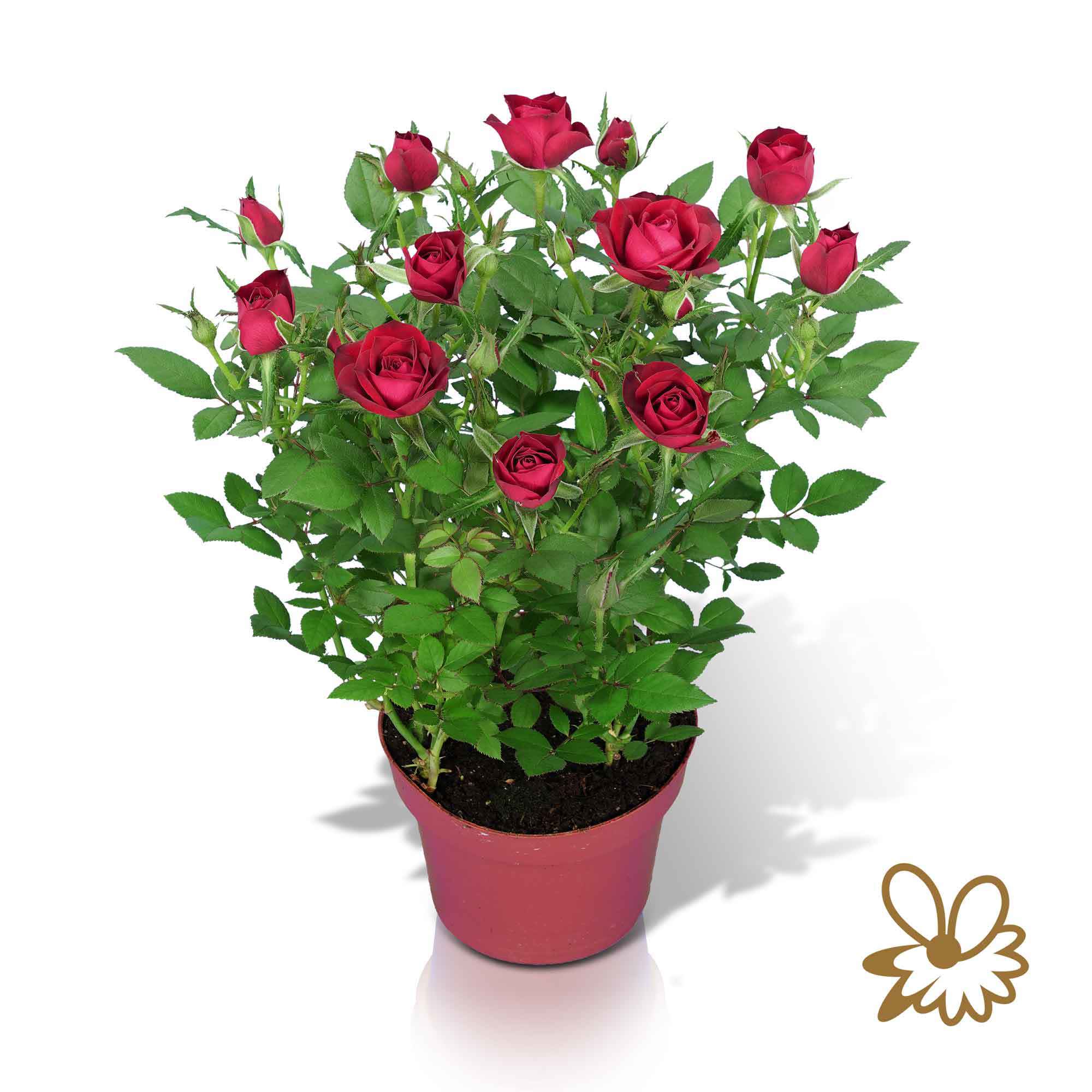 Горшечные цветы и растения оптом Ro Red Star от 10шт из Голландии с доставкой по России