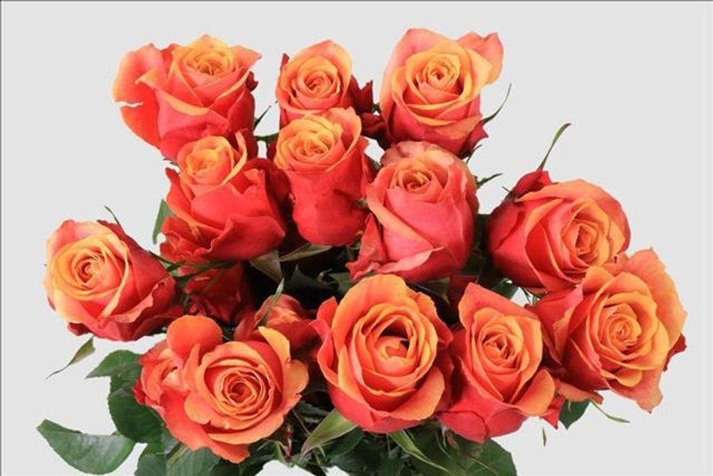 Срезанные цветы оптом Rosa ec cherry brandy от 50шт из Голландии с доставкой по России