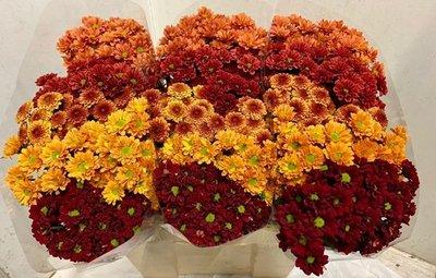Срезанные цветы оптом Chrys sa mix autumn от 75шт из Голландии с доставкой по России