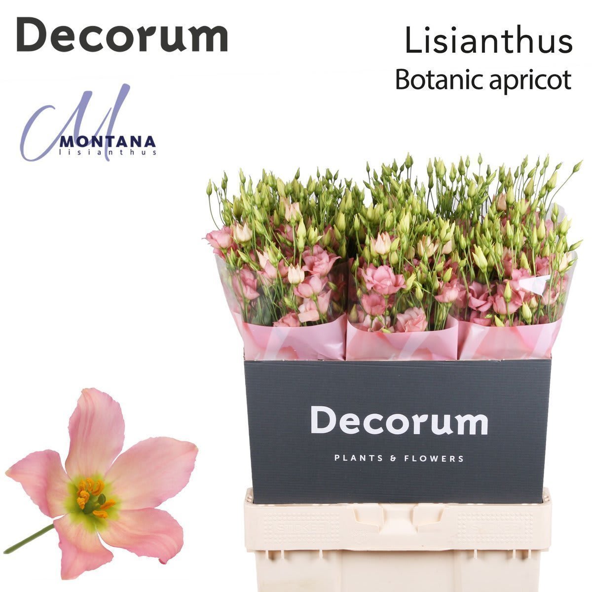 Срезанные цветы оптом Lisianthus do botanic apricot от 140шт. из Голландии с доставкой по России