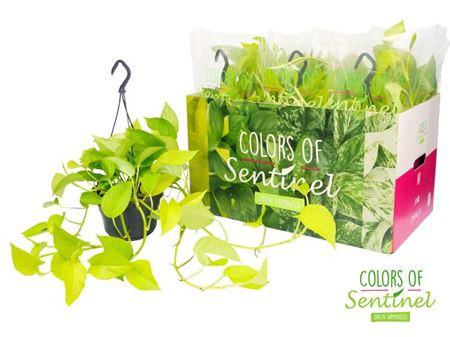 Горшечные цветы и растения оптом Epipremnum Golden Pothos Hang от 6шт из Голландии с доставкой по России
