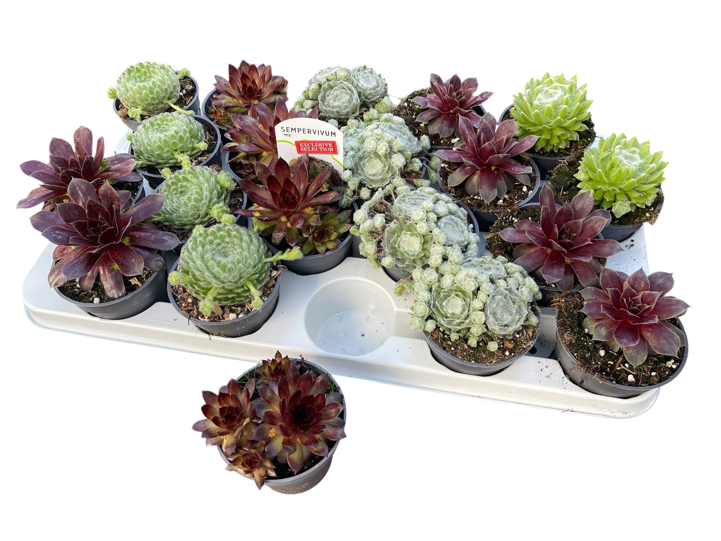 Горшечные цветы и растения оптом Semp Gem от 20шт (для телеги) из Голландии с доставкой по России