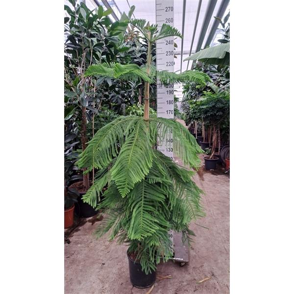 Горшечные цветы и растения оптом Araucaria 260 от 1шт из Голландии с доставкой по России