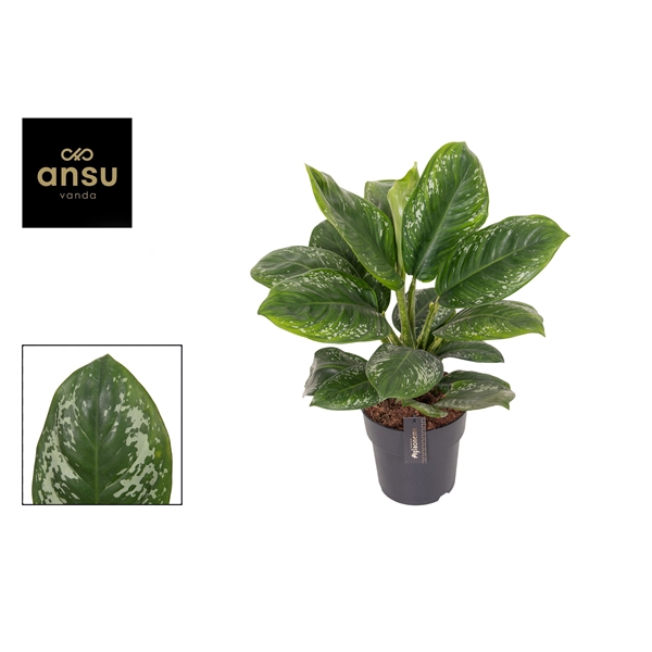 Горшечные цветы и растения оптом Aglaonema Onyx Green от 3шт из Голландии с доставкой по России